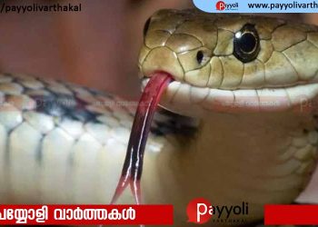 ബൈക്കില്‍ സഞ്ചരിക്കുന്നതിനിടെ യുവാവിന് ഹെല്‍മെറ്റില്‍ ഒളിച്ചിരുന്ന പാമ്പിന്റെ കടിയേറ്റു