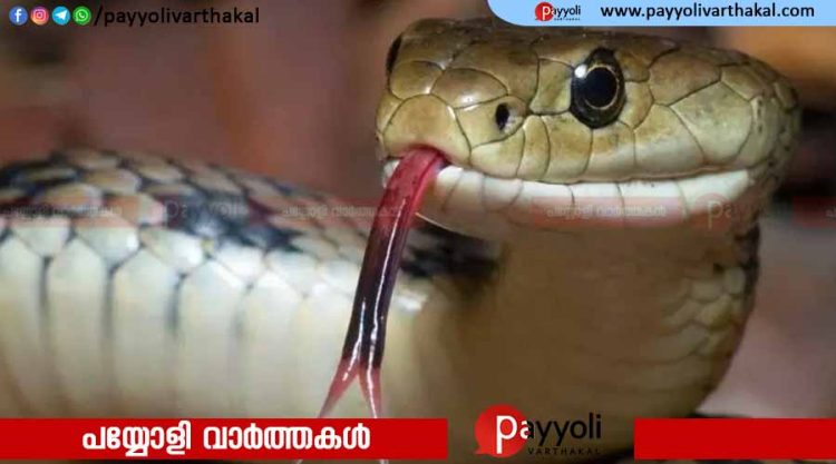 ബൈക്കില് സഞ്ചരിക്കുന്നതിനിടെ യുവാവിന് ഹെല്മെറ്റില് ഒളിച്ചിരുന്ന പാമ്പിന്റെ കടിയേറ്റു