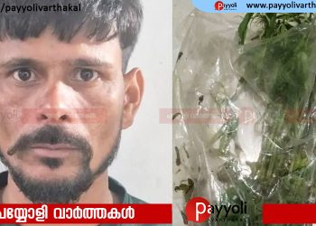 മുറിയിൽ കവറിൽ സൂക്ഷിച്ച കഞ്ചാവ് ചെടികളുമായി ഇതരസംസ്ഥാന തൊഴിലാളി അറസ്റ്റിൽ
