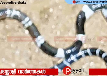 കോടാലിയിൽ പാമ്പുകടിയേറ്റ് മരിച്ച കുട്ടിയുടെ വീട്ടിൽ വീണ്ടും പാമ്പിനെ കണ്ടെത്തി
