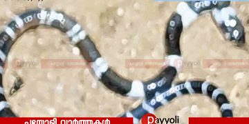 കോടാലിയിൽ പാമ്പുകടിയേറ്റ് മരിച്ച കുട്ടിയുടെ വീട്ടിൽ വീണ്ടും പാമ്പിനെ കണ്ടെത്തി
