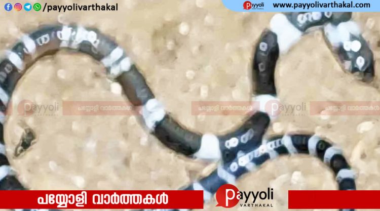 കോടാലിയിൽ പാമ്പുകടിയേറ്റ് മരിച്ച കുട്ടിയുടെ വീട്ടിൽ വീണ്ടും പാമ്പിനെ കണ്ടെത്തി