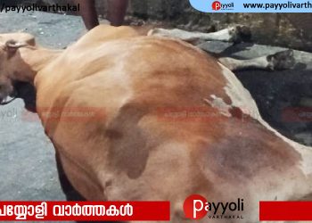 കടുത്ത ചൂട്; പത്ത് വയസ് പ്രായമുള്ള പശു ചത്തു