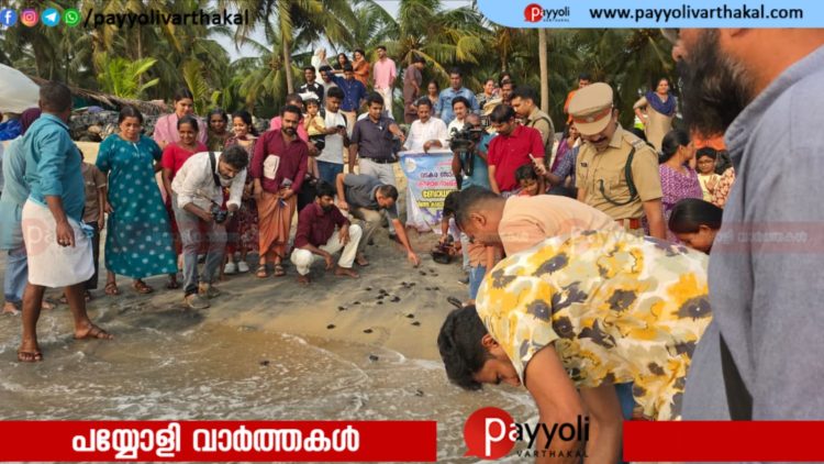 കാത്തിരിപ്പ് സഫലം, കടലാഴങ്ങളിലേക്ക് പിച്ചവെച്ച് പുതിയ കുരുന്നുകൾ; കൊളാവിപ്പാലത്ത് ഈ സീസണിലെ ആദ്യ അതിജീവനം