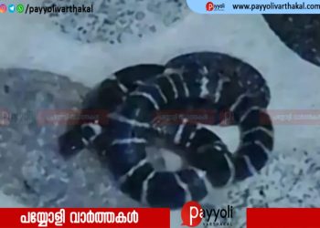 പേരാമ്പ്രയിൽ യുവതിക്ക് പാമ്പുകടിയേറ്റു