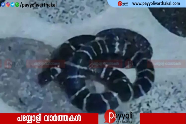 പേരാമ്പ്രയിൽ യുവതിക്ക് പാമ്പുകടിയേറ്റു