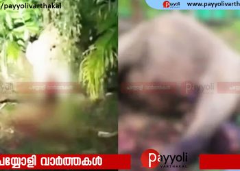 പെരുവണ്ണാമൂഴി കമ്പി തുളഞ്ഞ് കയറി കാട്ടാന ചരിഞ്ഞു