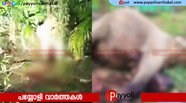 പെരുവണ്ണാമൂഴി കമ്പി തുളഞ്ഞ് കയറി കാട്ടാന ചരിഞ്ഞു