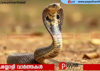 താമരശ്ശേരിയിൽ പാമ്പ് ശല്യം രൂക്ഷമാകുന്നു: വെളിമണ്ണയിൽ മദ്രസ വിട്ടു മടങ്ങിയ അഞ്ച് വയസ്സുകാരിക്ക് പാമ്പുകടിയേറ്റു