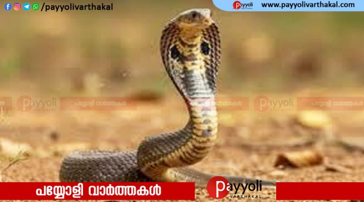 താമരശ്ശേരിയിൽ പാമ്പ് ശല്യം രൂക്ഷമാകുന്നു: വെളിമണ്ണയിൽ മദ്രസ വിട്ടു മടങ്ങിയ അഞ്ച് വയസ്സുകാരിക്ക് പാമ്പുകടിയേറ്റു