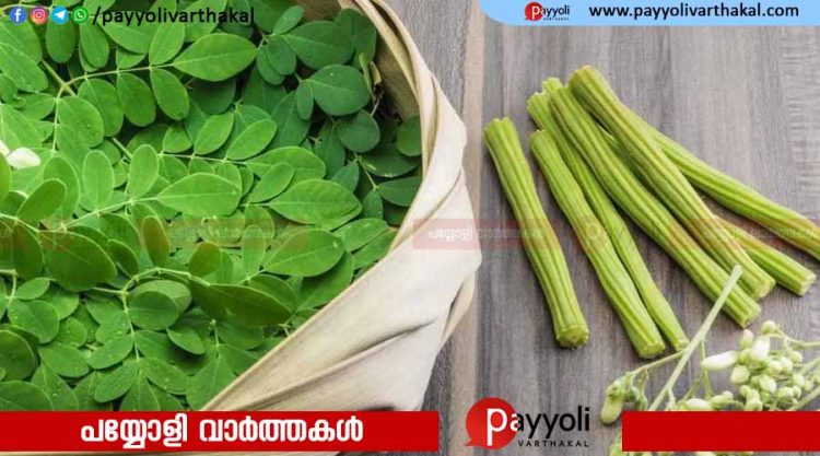 ആസ്‌ട്രേലിയയില്‍ മുരിങ്ങ നിരോധിക്കാൻ കാരണമിതാണ്..!