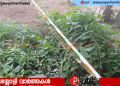 ഇരിങ്ങലിൽ കോൺഗ്രസ് കൊടിമരം സാമൂഹ്യ വിരുദ്ധർ നശിപ്പിച്ചു