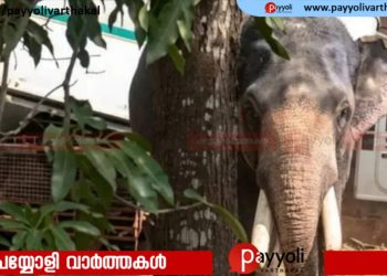 ക്ഷേത്രോത്സവത്തിന് എത്തിച്ച ആനയിടഞ്ഞു; ചവിട്ടേറ്റ് ലോറി ഡ്രൈവർക്ക് ദാരുണാന്ത്യം