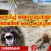 ഭീതിയുടെ നിഴലിൽ ഒരു കുടുംബം; തിക്കോടിയിൽ അമ്മയെയും മകളെയും വീടിന് പുറത്തിറങ്ങാൻ സമ്മതിക്കാതെ ഉപരോധം തീർത്ത് തെരുവ് നായക്കൂട്ടം