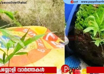 ഓപ്പറേഷൻ തൂഫാൻ, പേരാമ്പ്ര മുയിപ്പോത്ത് കെട്ടിടത്തിനു മുകളിൽ വളർത്തിയ കഞ്ചാവ് ചെടി കണ്ടെത്തി