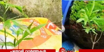 ഓപ്പറേഷൻ തൂഫാൻ, പേരാമ്പ്ര മുയിപ്പോത്ത് കെട്ടിടത്തിനു മുകളിൽ വളർത്തിയ കഞ്ചാവ് ചെടി കണ്ടെത്തി