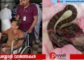 വാഴക്കുല വെട്ടുന്നതിനിടെ വയോധികന് പാമ്പ് കടിയേറ്റു