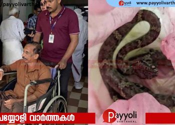 വാഴക്കുല വെട്ടുന്നതിനിടെ വയോധികന് പാമ്പ് കടിയേറ്റു