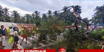 ഉള്ള്യേരിയിൽ കാറ്റിൽ മരം പൊട്ടിവീണ് സ്കൂട്ടർ യാത്രക്കാരന് ദാരുണാന്ത്യം.