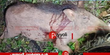 വിളകൾക്കും മനുഷ്യജീവനും ഭീഷണി: ജനവാസമേഖലയിലേക്കിറങ്ങിയ കാട്ടുപന്നിയെ വെടിവെച്ചുകൊന്നു