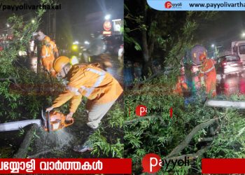 കൊയിലാണ്ടിയിൽ രണ്ടിടങ്ങളിൽ മരങ്ങൾ മുറിഞ്ഞു വീണു: ഗതാഗതം സ്തംഭിച്ചു