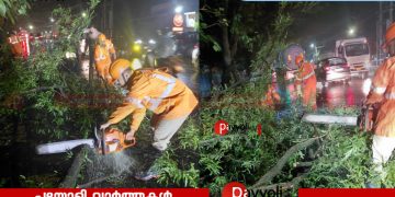 കൊയിലാണ്ടിയിൽ രണ്ടിടങ്ങളിൽ മരങ്ങൾ മുറിഞ്ഞു വീണു: ഗതാഗതം സ്തംഭിച്ചു