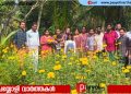 അയനിക്കാട് ചെണ്ടുമല്ലി കൃഷി വിളവെടുപ്പ്