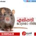 ജീവൻ വരെ നഷ്ടമായേക്കാം, ഭയം വേണ്ട, എലിപ്പനിക്കെതിരെ ജാഗ്രത വേണം: ആരോഗ്യ വകുപ്പ്