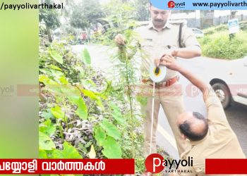 കോഴിക്കോട് റോഡരികില്‍ ഒരാളോളം പൊക്കത്തില്‍ വളര്‍ന്ന നിലയില്‍ കണ്ട കഞ്ചാവ് ചെടി