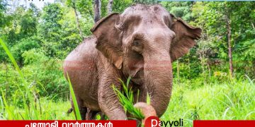 നാദാപുരം മലയോര മേഖലയിൽ ഭീതി പടർത്തി കാട്ടാന; കാർഷിക വിളകൾ നശിപ്പിച്ചു