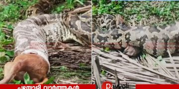 ഉള്ളിയേരിയില്‍ തെരുവുനായയെ വിഴുങ്ങി ഭീമന്‍ പെരുമ്പാമ്പ്; ഫോറസ്റ്റ് അധികൃതരെത്തി പിടികൂടി