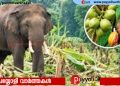 വന്യജീവി ആക്രമണം; കൃഷിനാശത്തിന്റെ നഷ്ടപരിഹാര തുക 100 ശതമാനം വർധിപ്പിച്ചു