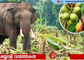 വന്യജീവി ആക്രമണം; കൃഷിനാശത്തിന്റെ നഷ്ടപരിഹാര തുക 100 ശതമാനം വർധിപ്പിച്ചു