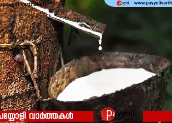 ചരിത്രം കുറിച്ച് റബർ വില; കിലോയ്ക്ക് 300 തൊട്ട് സർവകാല റെക്കോർഡ്