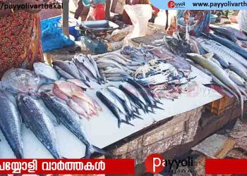 വിൽപനയ്‌ക്കെത്തുന്ന മത്സ്യത്തിലധികവും ചീഞ്ഞതാണെന്ന പരാതിയുമായി ഉപഭോക്താക്കൾ; കഴിക്കുന്നവർക്ക് വയറിളക്കവും അസുഖങ്ങളും
