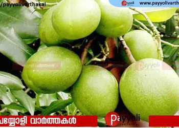 കാണാൻ മാമ്പഴം പോലെ; ഉള്ളിൽ മാരകവിഷം! കേരളത്തിലെ ‘ആത്മഹത്യാമര’ത്തിന്റെ ഞെട്ടിക്കുന്ന രഹസ്യം